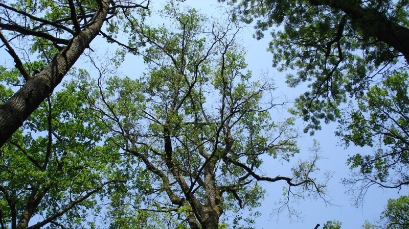 treevita